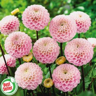 Wizard of Oz Dahlia Thumbnail